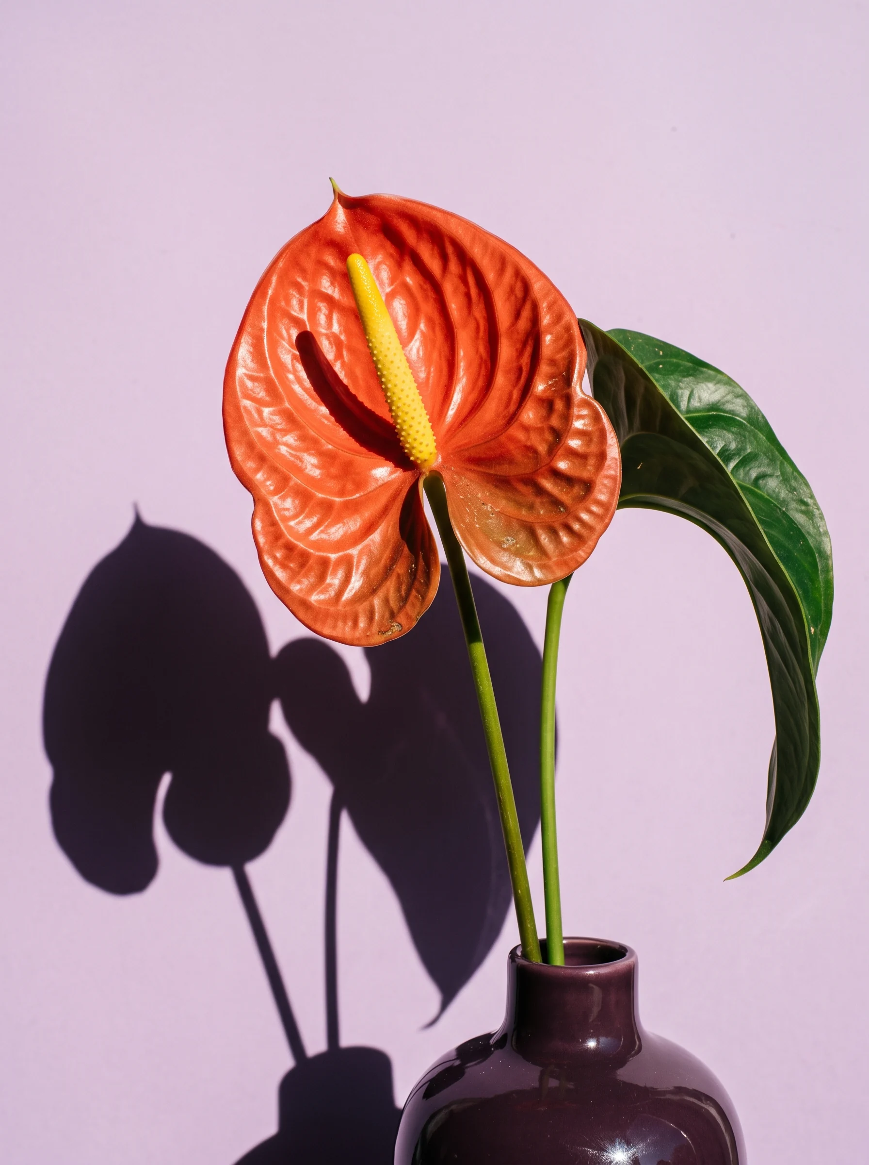 A red anthurium against pale lilac.